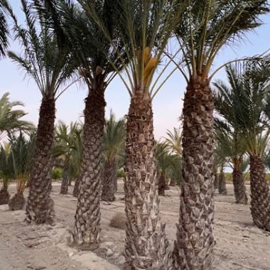 Sale of large date palm