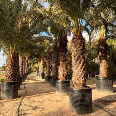 Venta de palmera datilera grande