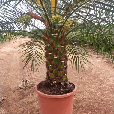 Venta de palmera Robellinis pequeña
