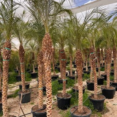Sale of large palm tree Robellinis