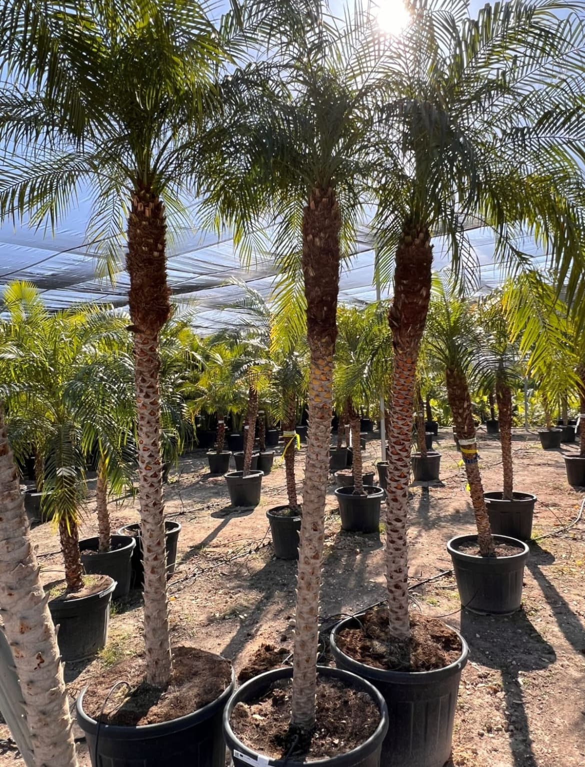Sale of large palm tree Robellinis Venta de palmera Robellinis grande