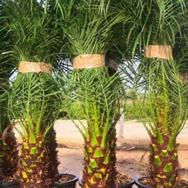 Sale of small palm tree Robellinis