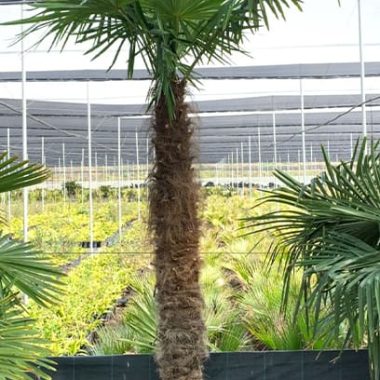 Sale of large Trachycarpus palm tree