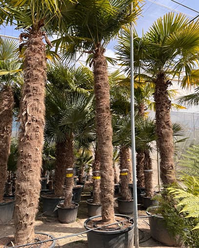 Venta de palmera Trachycarpus grande