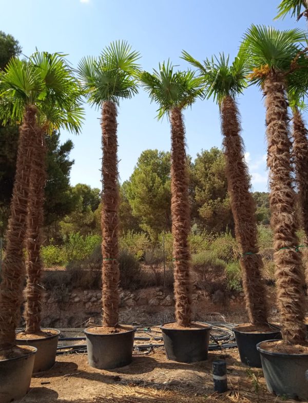 Venta de palmera Trachycarpus grande