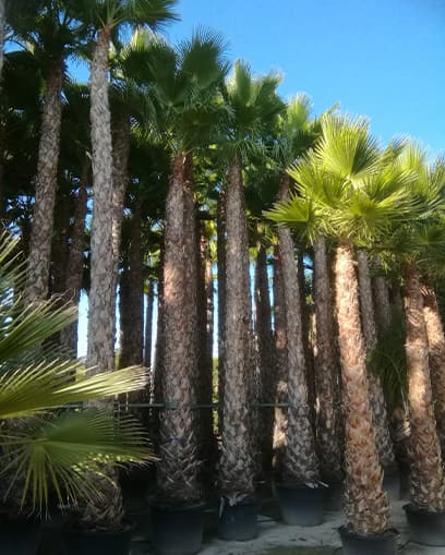 Venta de palmera Washingtonia grande