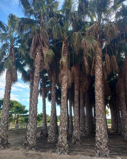 Venta de palmera Washingtonia grande