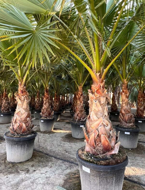 Venta de palmera Washingtonia pequeña