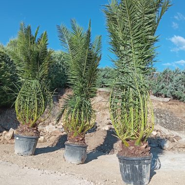 CANARIENSIS 2,5m