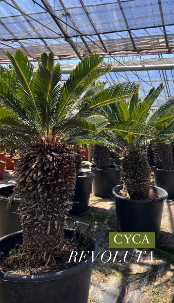 Venta de palmera CYCA REVOLUTA PEQUEÑA