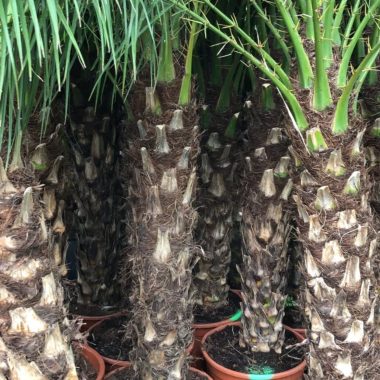 Venta de palmera Robellinis pequeña