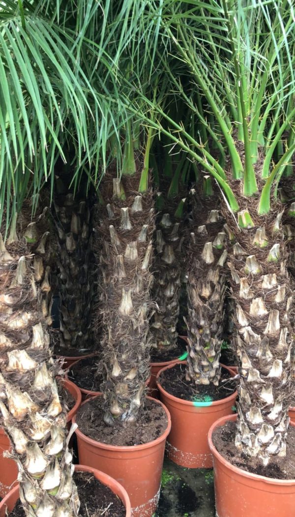 Venta de palmera Robellinis pequeña