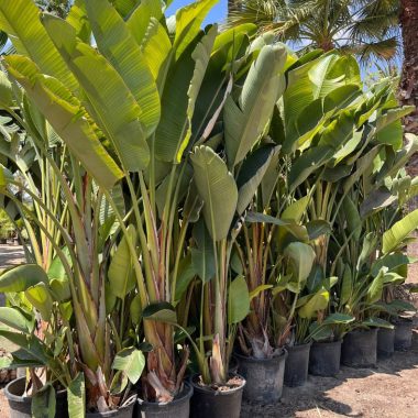 Venta de palmera STRELITZIAS mediana