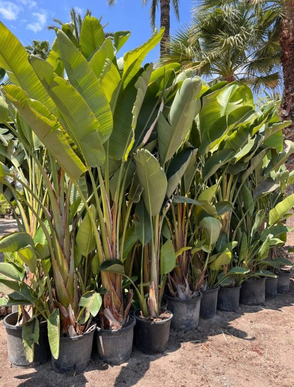 Venta de palmera STRELITZIAS mediana