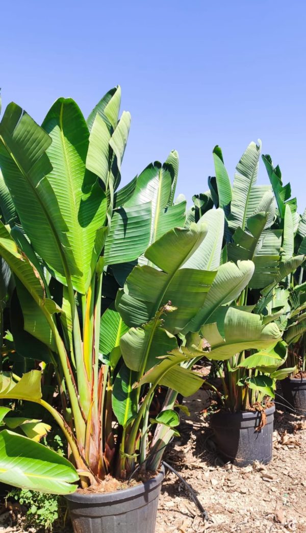 Venta de palmera STRELITZIAS PEQUEÑA