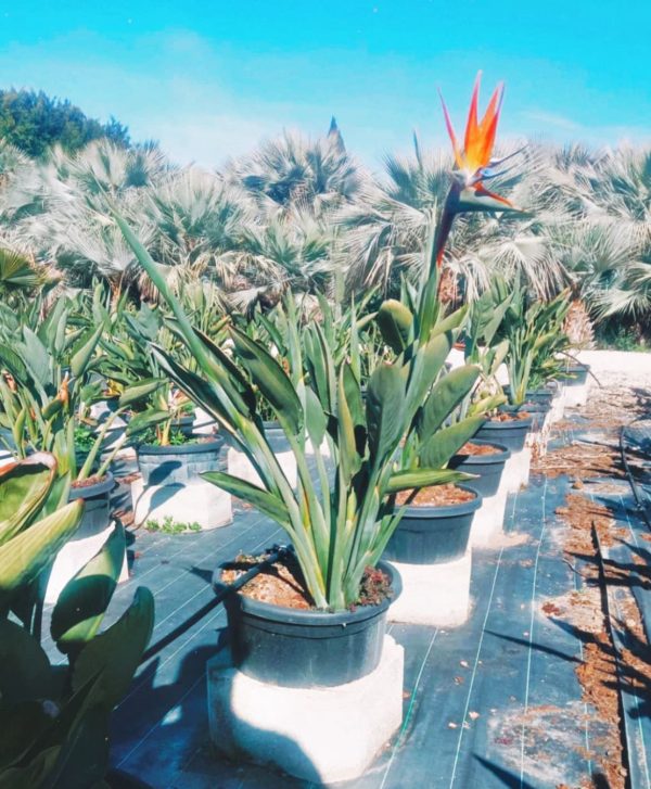 Venta de palmera STRELITZIAS PEQUEÑA