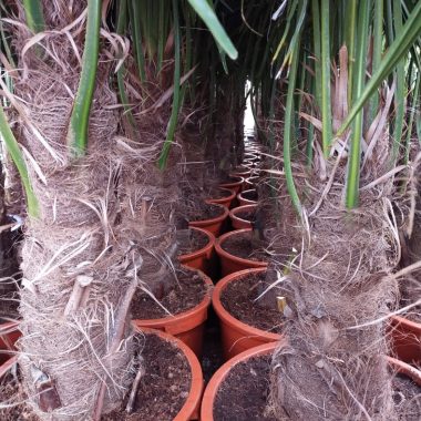 Venta de palmera Trachycarpus pequeña