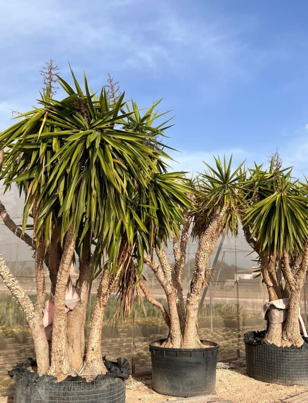 Venta de palmera YUCCA ELEPHANTIPES grande