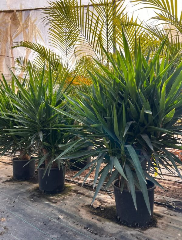 Venta de palmera YUCCA ELEPHANTIPES PEQUEÑA