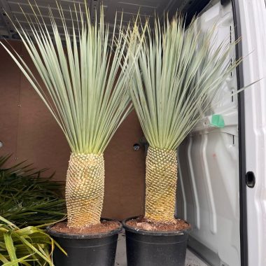 Venta de palmera YUCCA ROSTRATA mediana