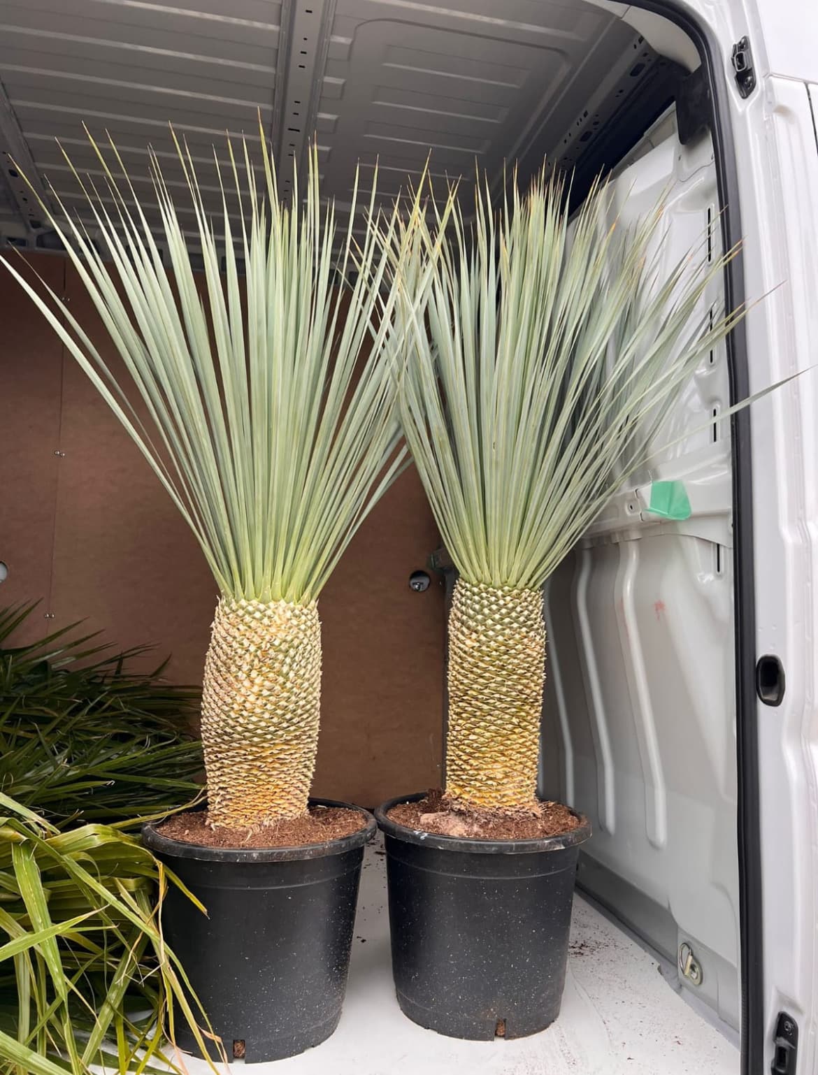 Venta de palmera YUCCA ROSTRATA mediana Venta de palmera YUCCA ROSTRATA mediana