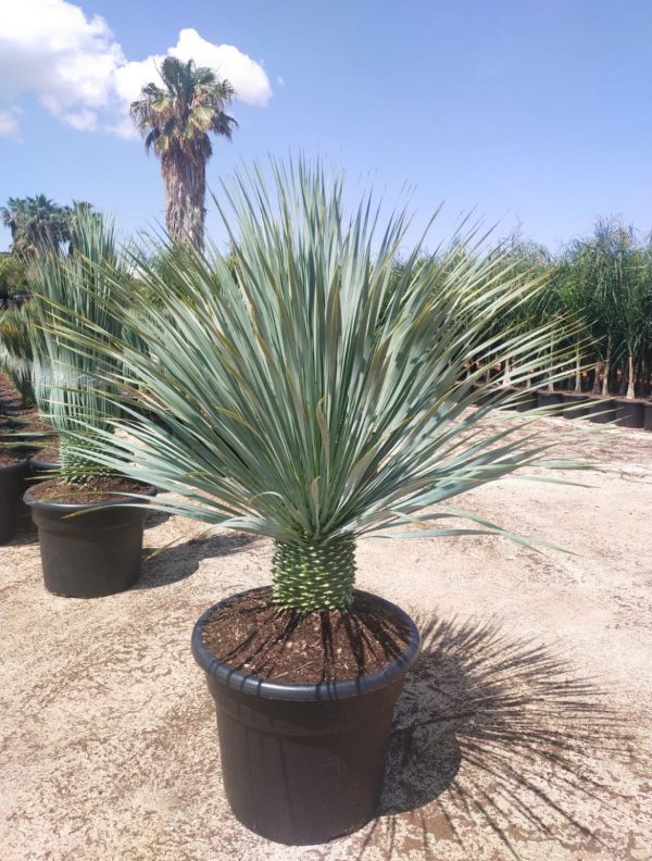 Venta de palmera YUCCA ROSTRATA PEQUEÑA