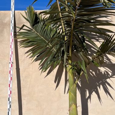 Palmera Archontophoenix Alexandrae