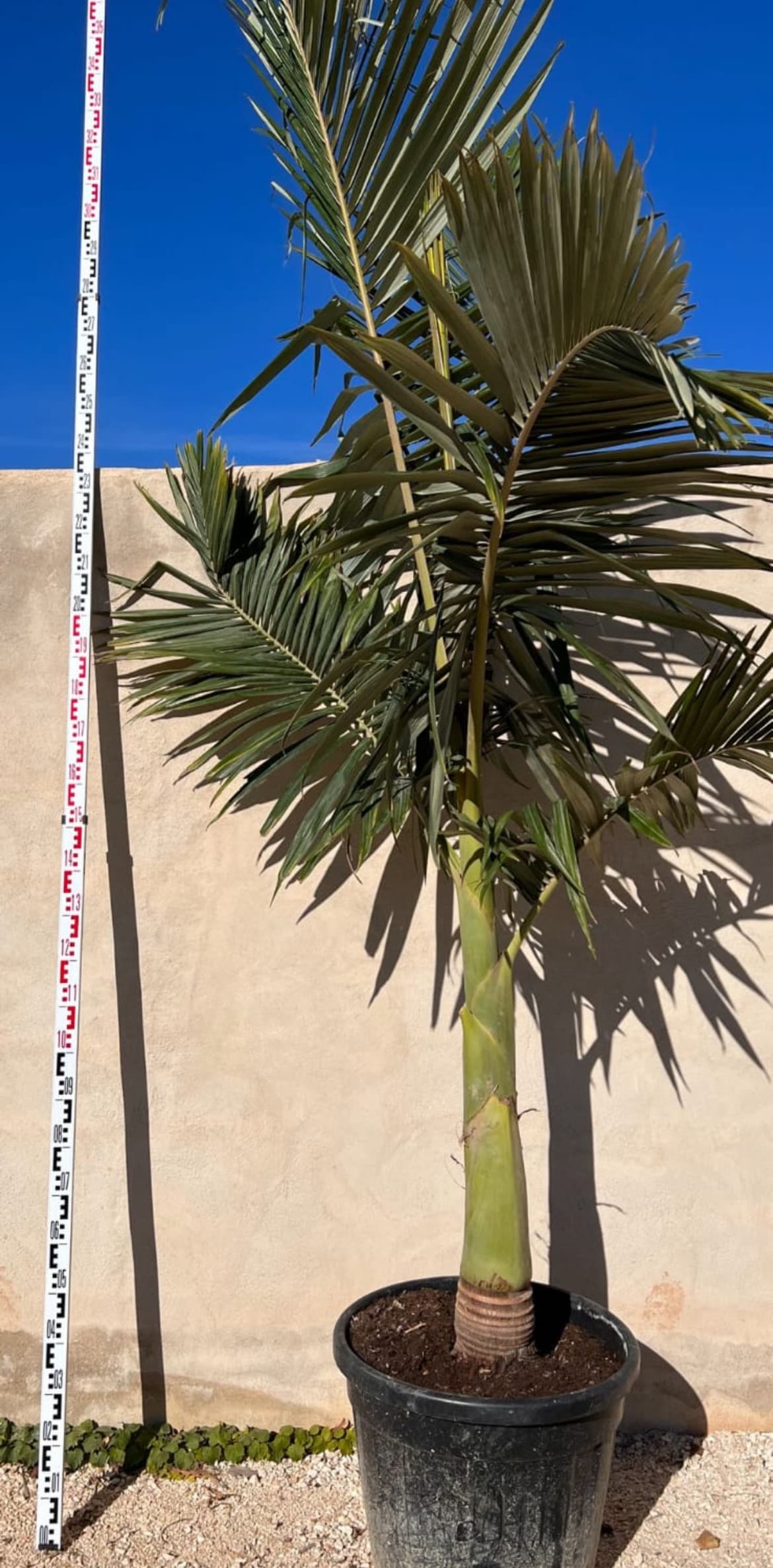 Palmera Archontophoenix Alexandrae Palmera Archontophoenix Alexandrae