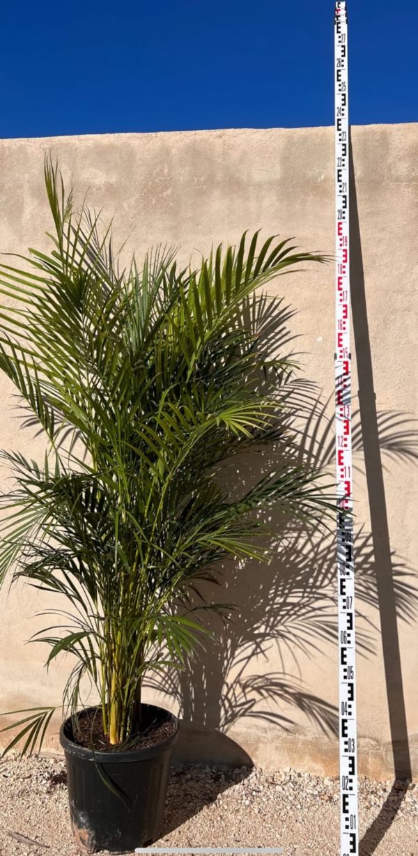 Palmera Areca