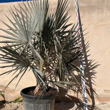 Palmera bismarkia