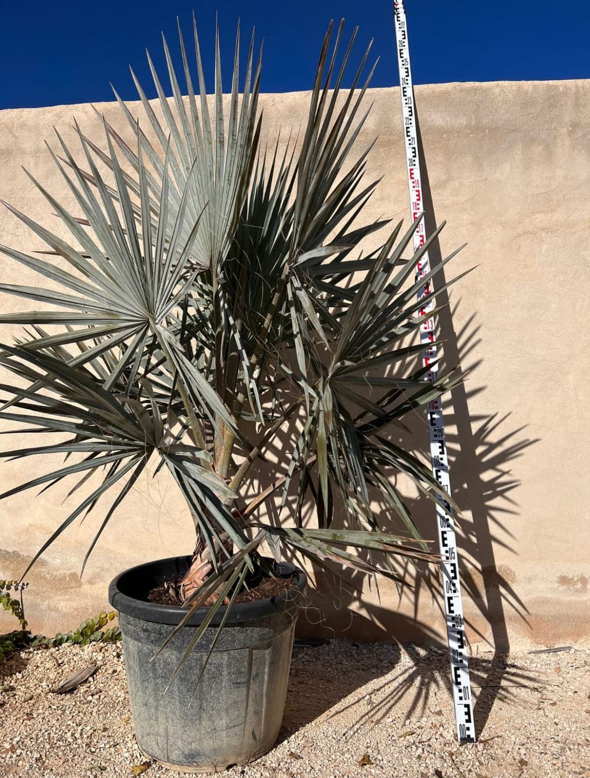 Palmera bismarkia Palmera bismarkia