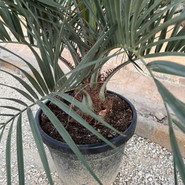 Palmera BUTIA CAPITATA