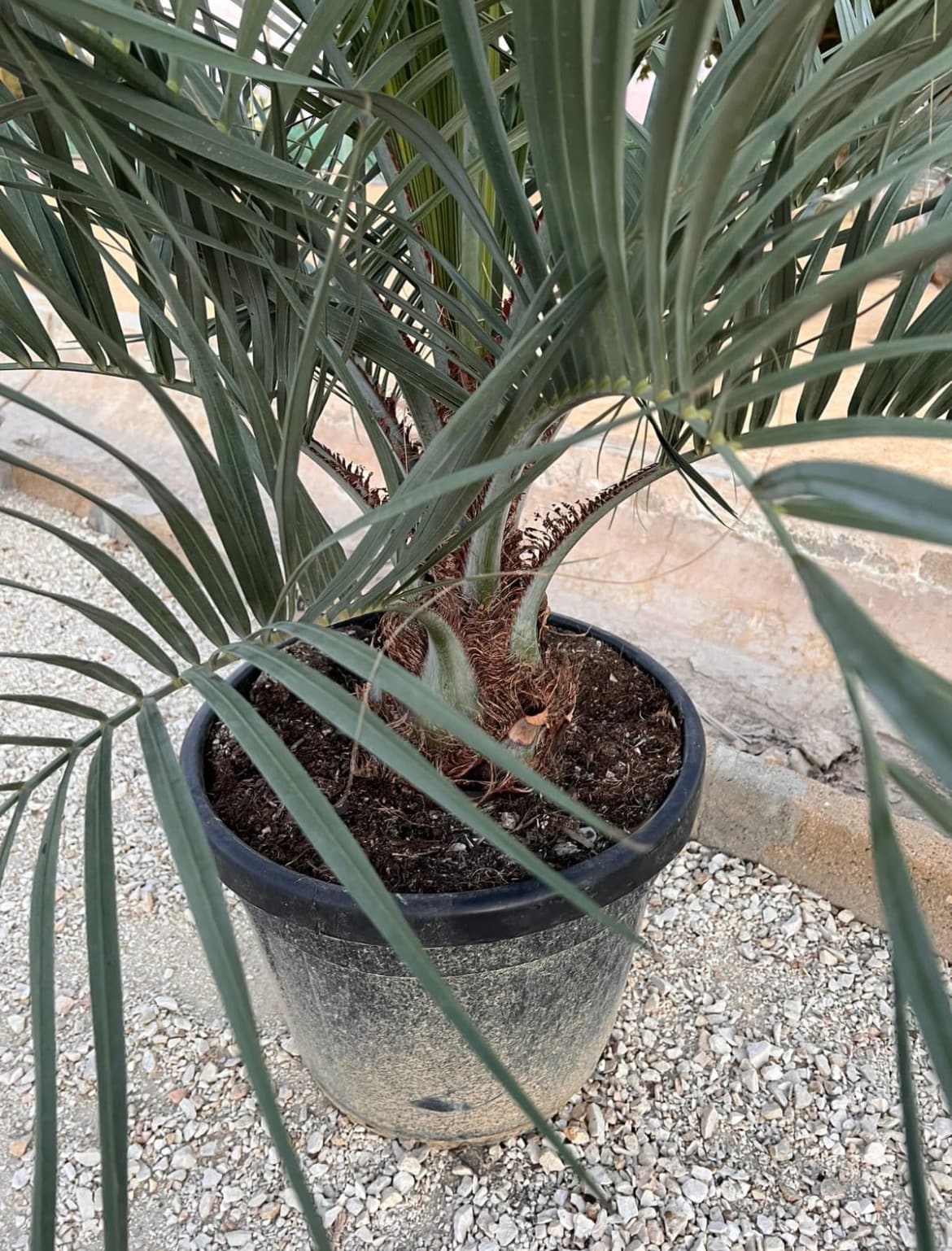 Palmera BUTIA CAPITATA Palmera BUTIA CAPITATA