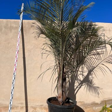 Palmera Dypsis