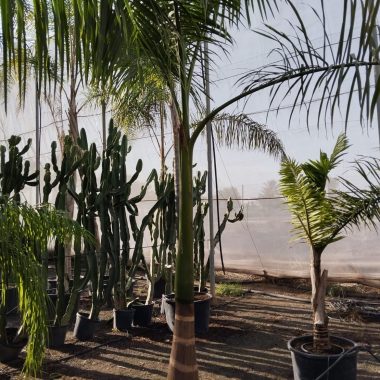 Palmera Real Cubana