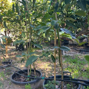 aguacate