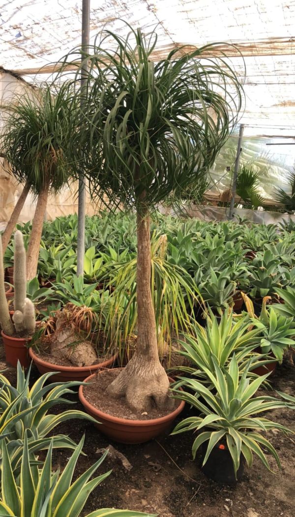BEAUCARNEA