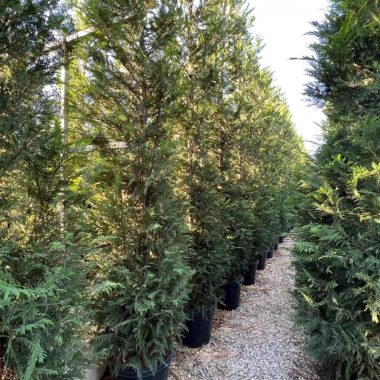 CIPRÉS LEYLANDII 4M