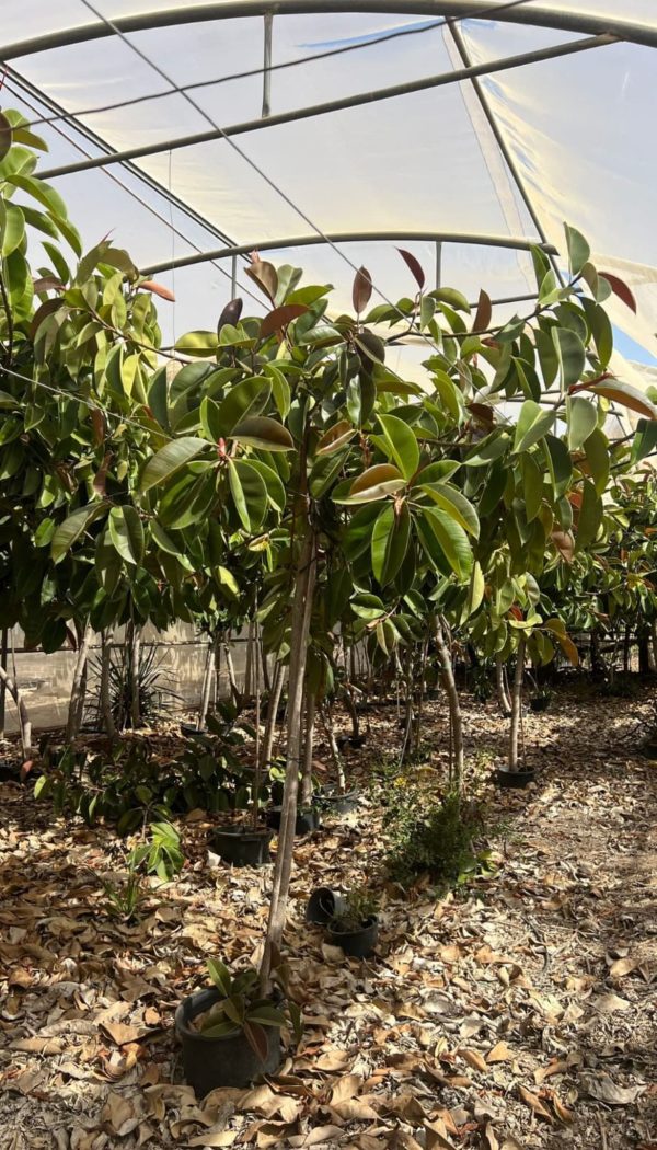 FICUS HOJA ANCHA
