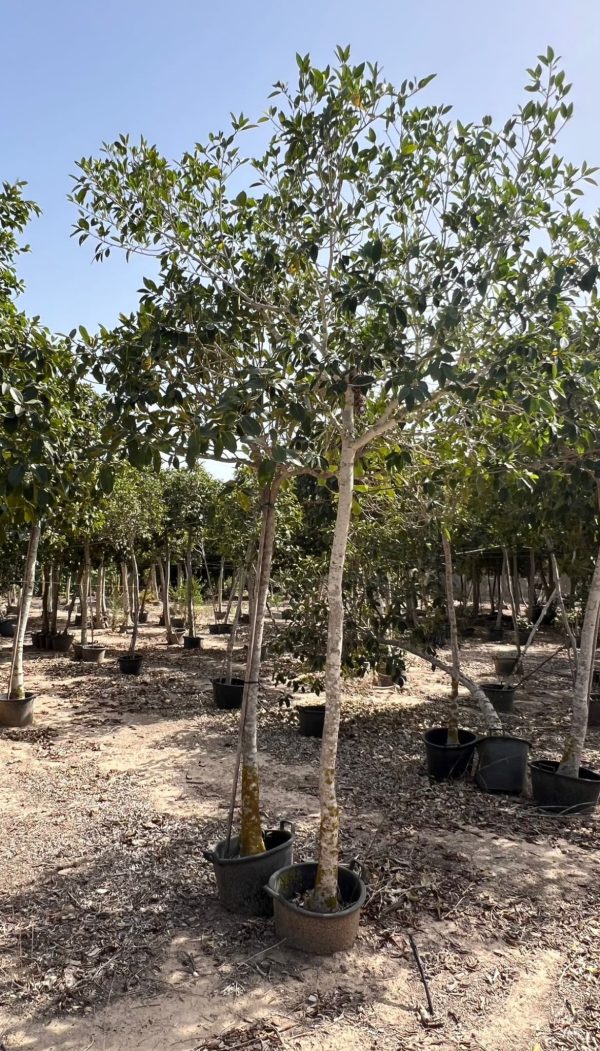 FICUS HOJA PEQUEÑA