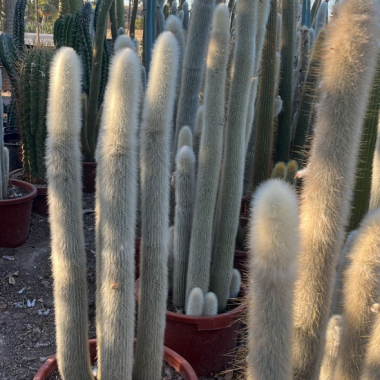 CLEISTOCACTUS 1.20/1.30