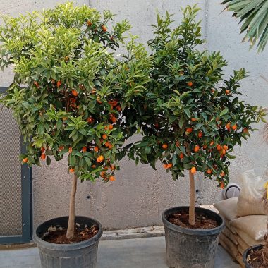 KUMQUAT