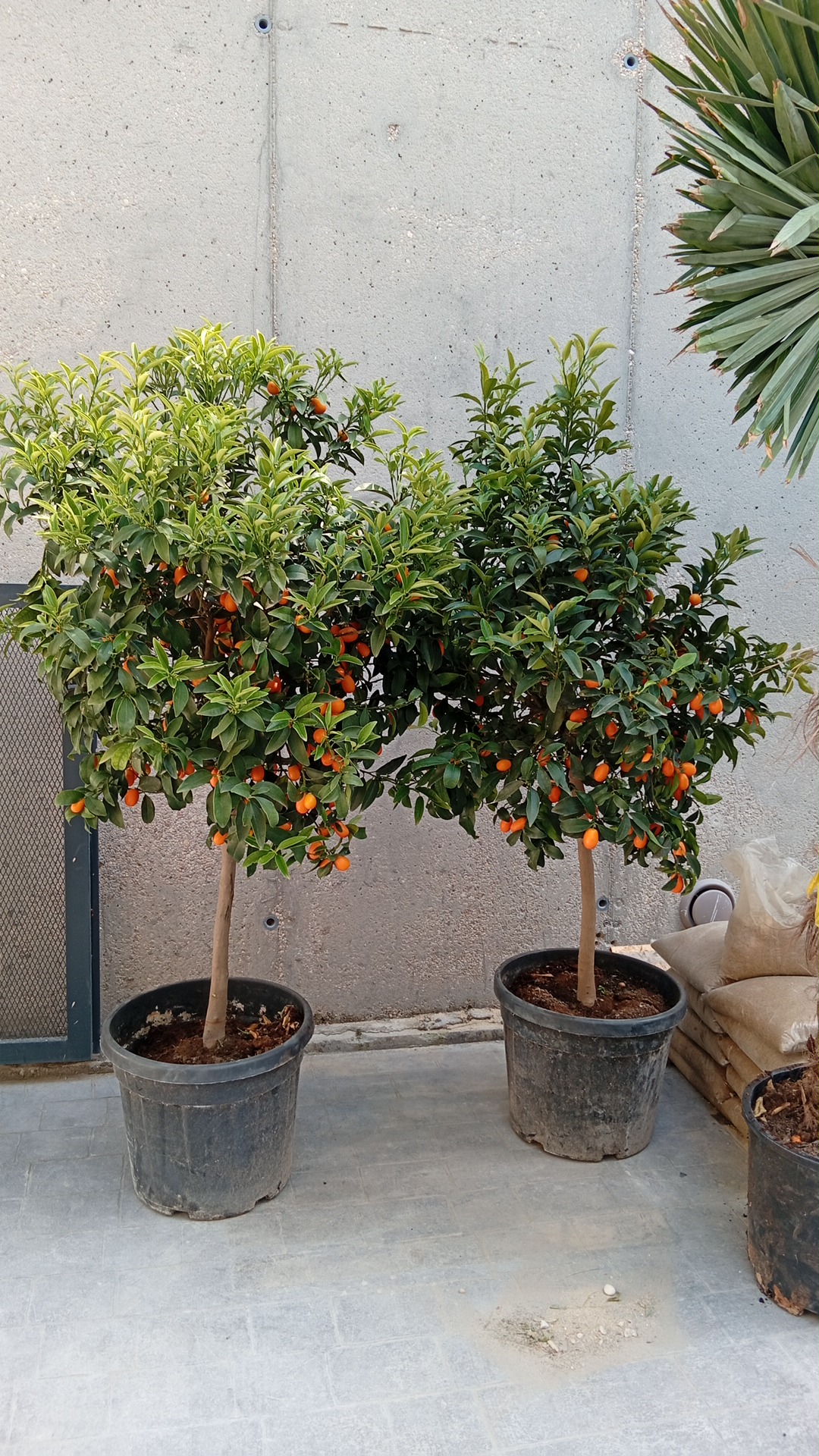KUMQUAT