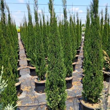 CIPRES SEMPERVIRENS STRICTA