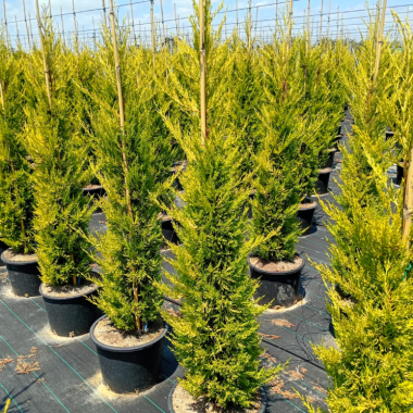 CUPRESSUS MACROCARPA GOLDCREST