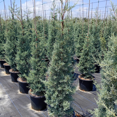 CUPRESSUS ARIZONICA FATIGIATA