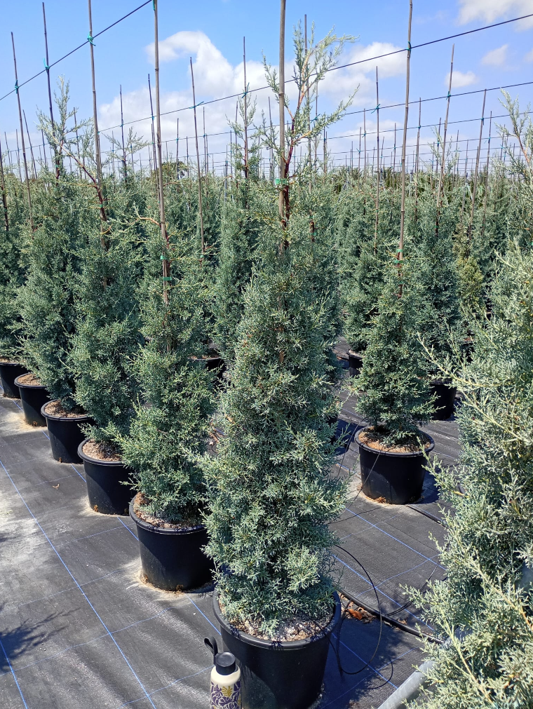 CUPRESSUS ARIZONICA FATIGIATA