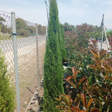 CUPRESSUS SEMPERVIRENS TÓTEM