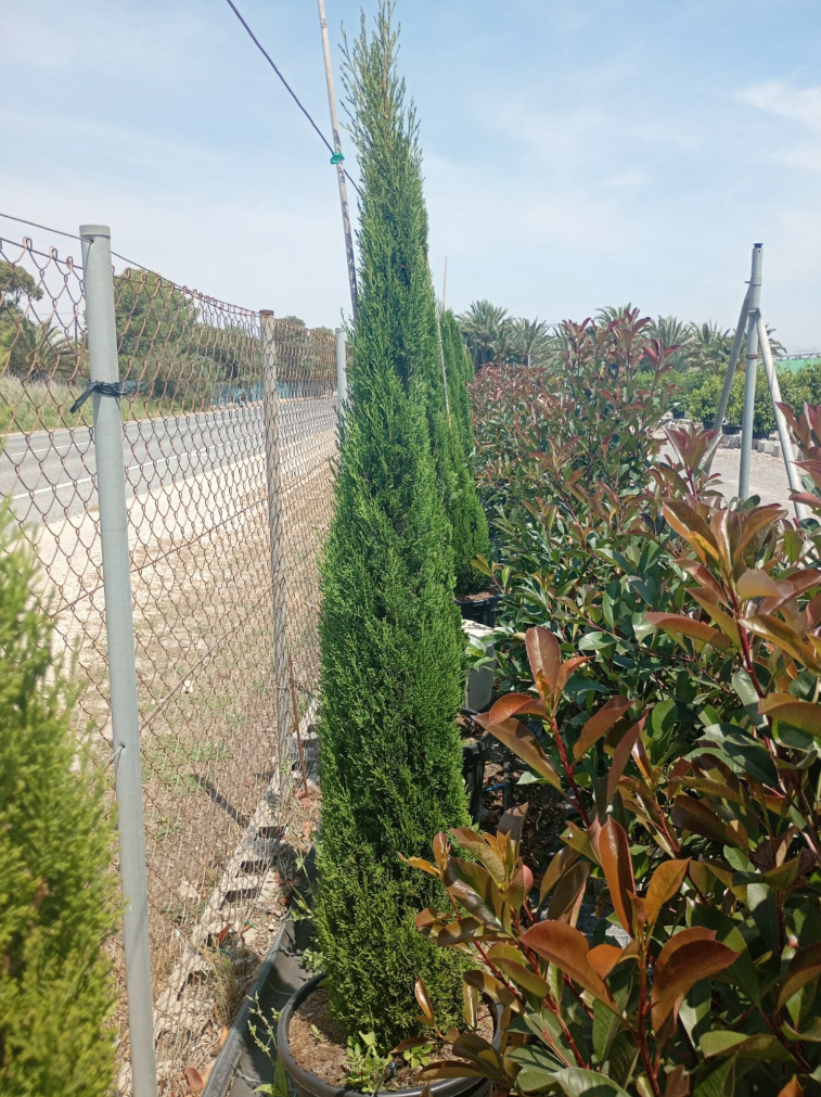 CUPRESSUS SEMPERVIRENS TÓTEM