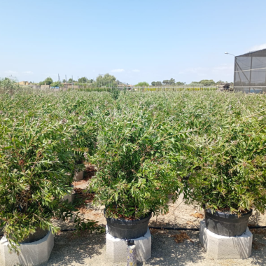 CALLISTEMON LEAVIS 1,10